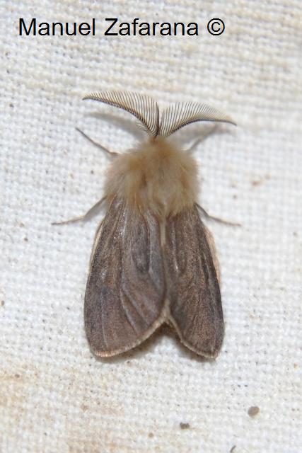 Eterocero dal folto ciuffo...cos''?